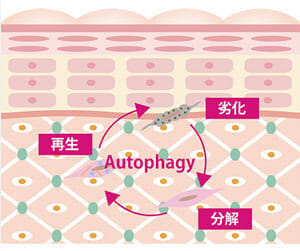 オートファージシステム,DrPURBEAUTE,ピュールボーテ,ドクターコスメ,エイジングコスメ,アンチエイジング,